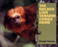The golden lion tamarin comes home /