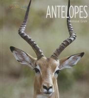 Antelopes /