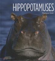 Hippopotamuses /