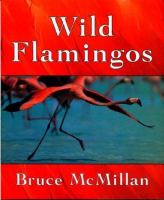 Wild flamingos /